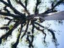 Ceiba.jpg (53736 Byte)
