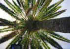 Palme_LaPalma.jpg (311690 Byte)